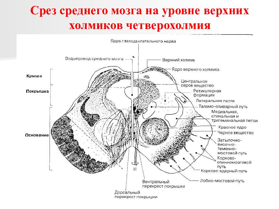 Ядра среднего мозга