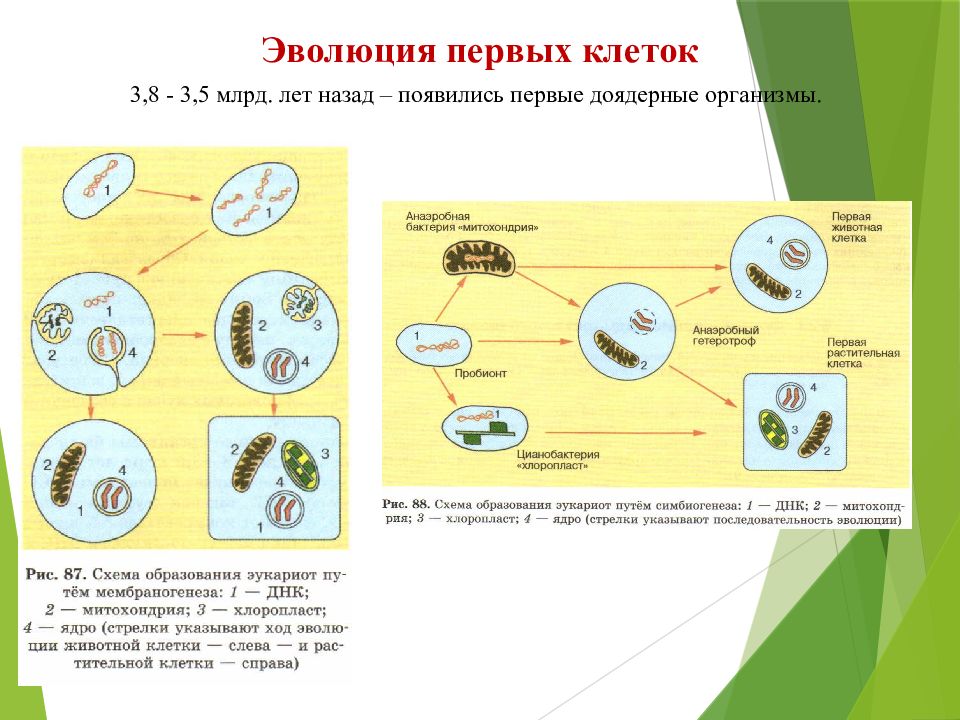 Эволюция клеточных организмов. Эволюция первых клеток. Основные этапы биопоэза. Первые организмы теория биопоэза. Гипотеза биопоэза.