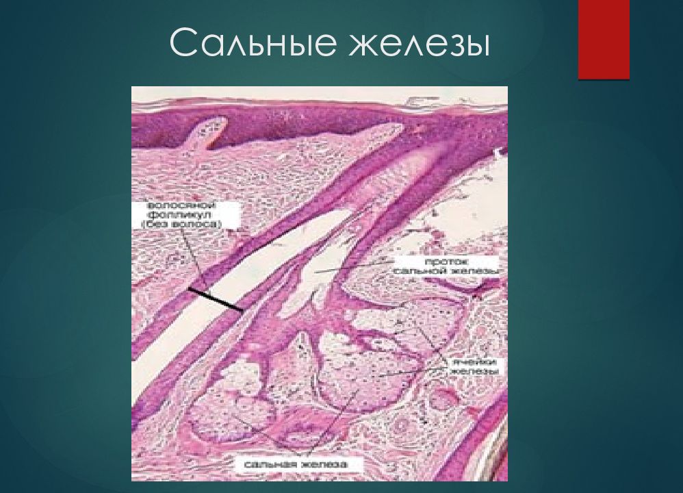 Сальная железа. Сальная железа является гистология. Дифферон сальной железы. Сальные железы на слизистой оболочке. Круглые сальные железы.