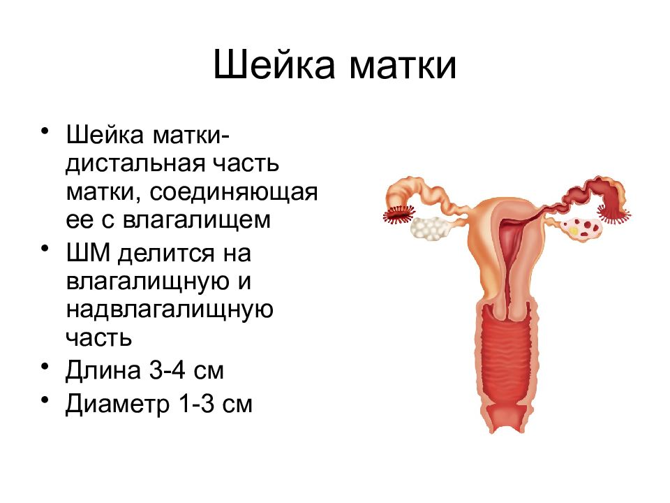 Строение шейки матки в картинках