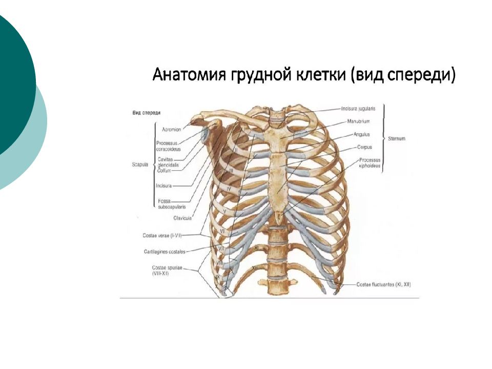 Рисунок грудной клетки с подписями