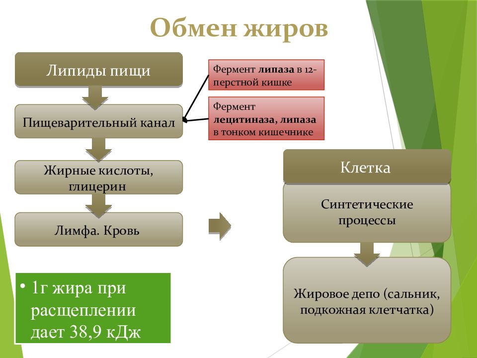 Ассимиляция и диссимиляция метаболизм презентация