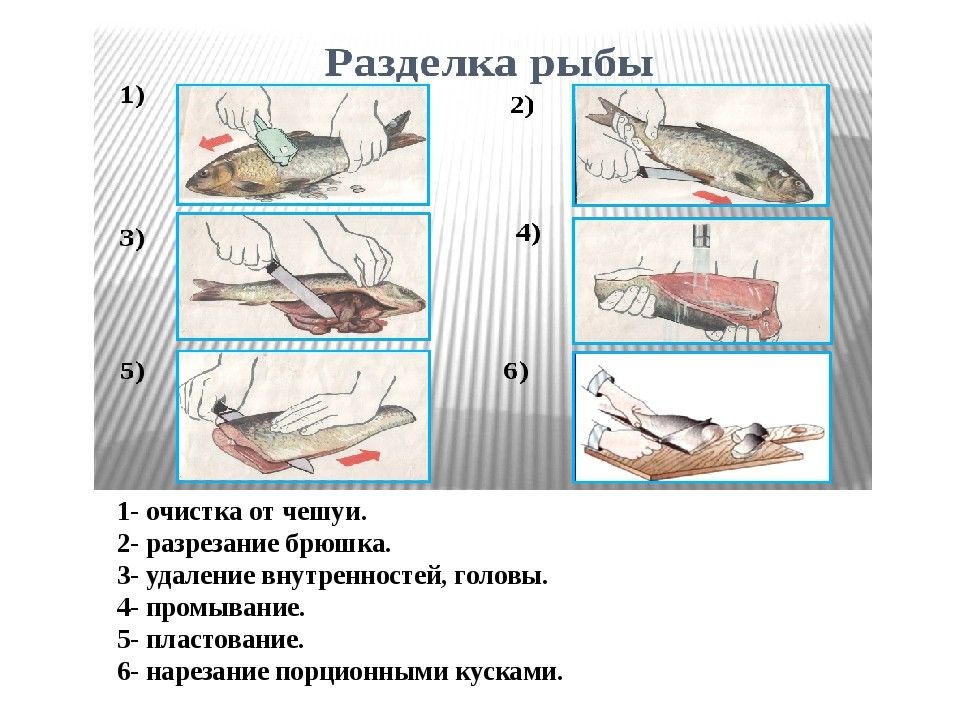 Тест обработка рыбы. Схема первичной обработки чешуйчатой рыбы. Обработка рыбы разделка рыбы схема. Технологическая схема разделки рыбы на филе. Последовательность разделки чешуйчатой рыбы.