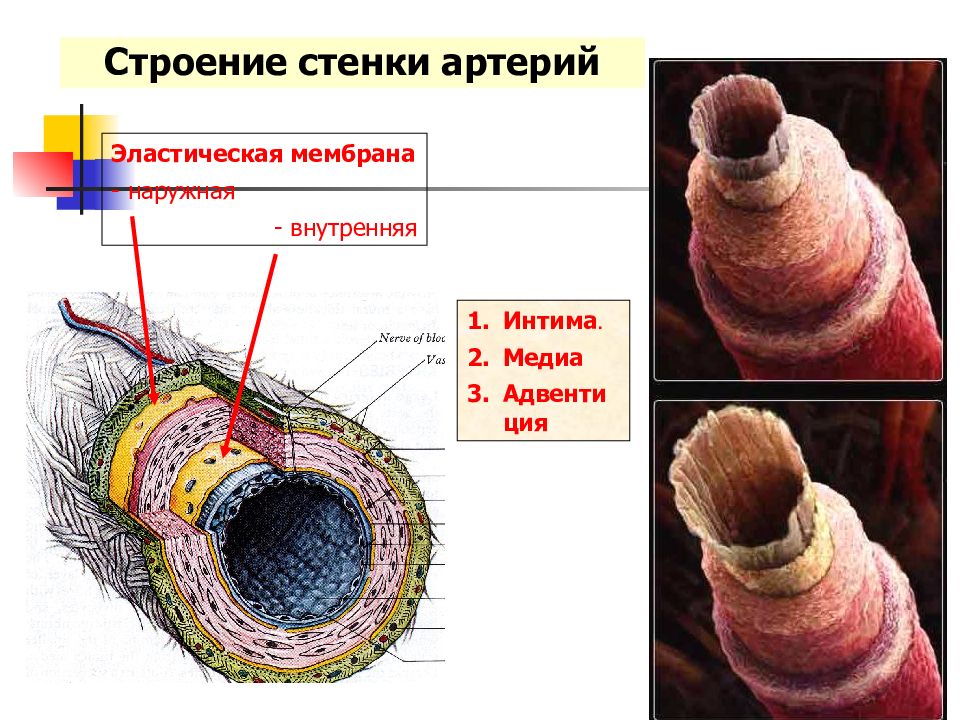 Стенки артерий. Строение стенки артерии. Строение стенки сосуда интима Медиа адвентиция. Строение интимы артерий. Строение стенки артерии эластического типа.