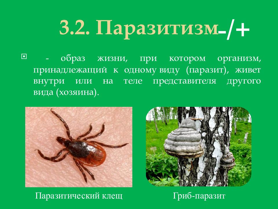 Паразитический образ жизни приводит к. Паразитизм примеры. Паразитические отношения примеры. Примеры паразитизма в природе. Паразитизм в природе.