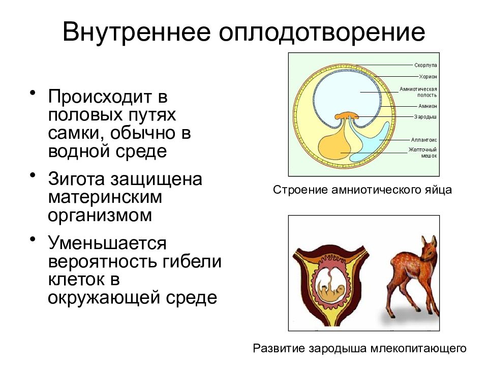 Оплодотворение и развитие зародыша презентация