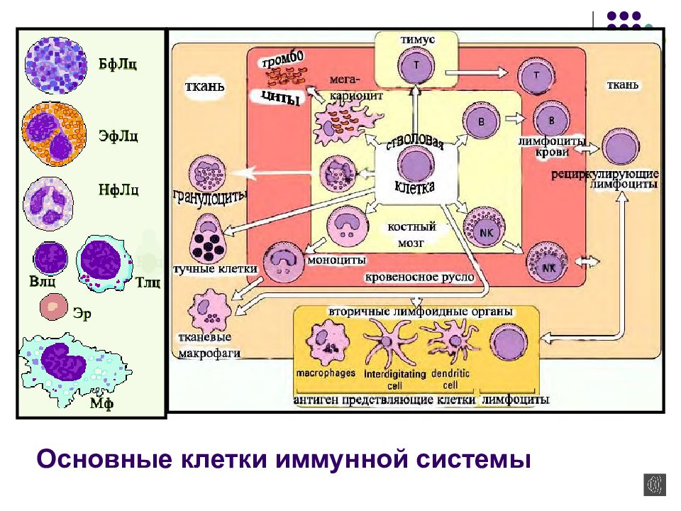 Патология иммунитета. Органы и клетки иммунной системы. Иммунные клетки. Основные клетки иммунитета. Патология иммунной системы.