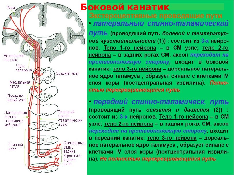 Где тракты. Боковой спинно таламический путь. Спинно-таламический путь функции. Передний спиноталамическ й путь. Проводящие пути спинного мозга.