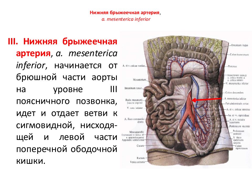 Верхняя брыжеечная артерия схема