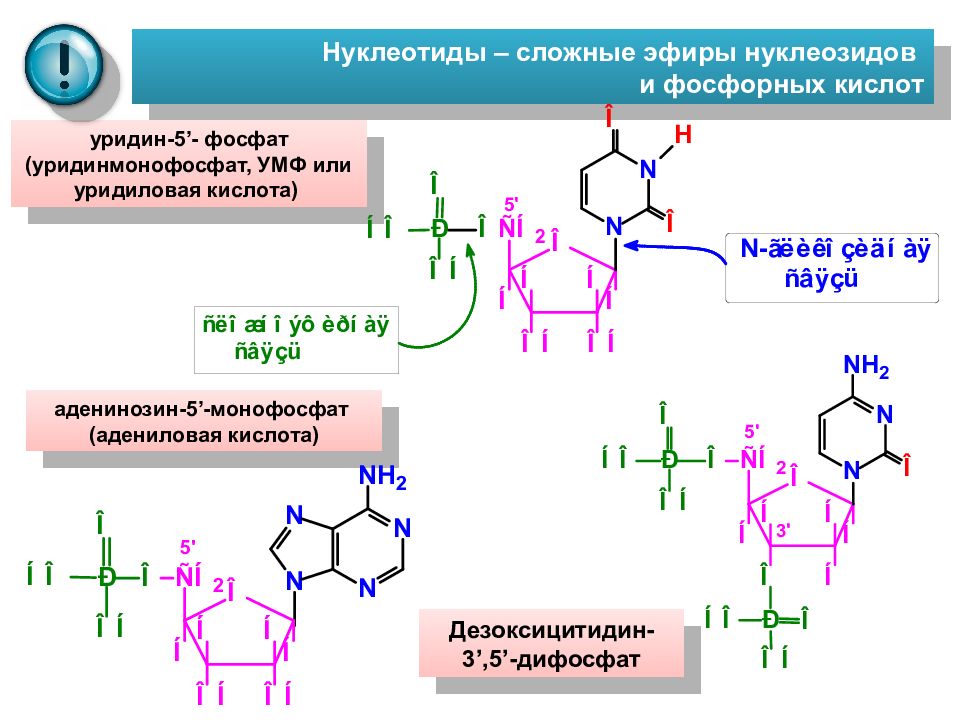 Уридилового нуклеотида. Уридин 5 монофосфат УМФ. Нуклеотид уридин. 3 Уридиловая кислота гидролиз. Дезоксицитидин 5 фосфат гидролиз.