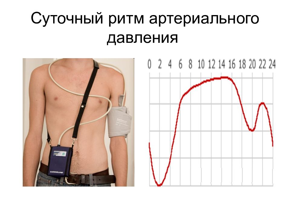 Измерение суточного. Суточные ритмы артериального давления. Суточный ритм ад. Суточные ритмы артериального давления у человека. Ритмичность артериального давления.