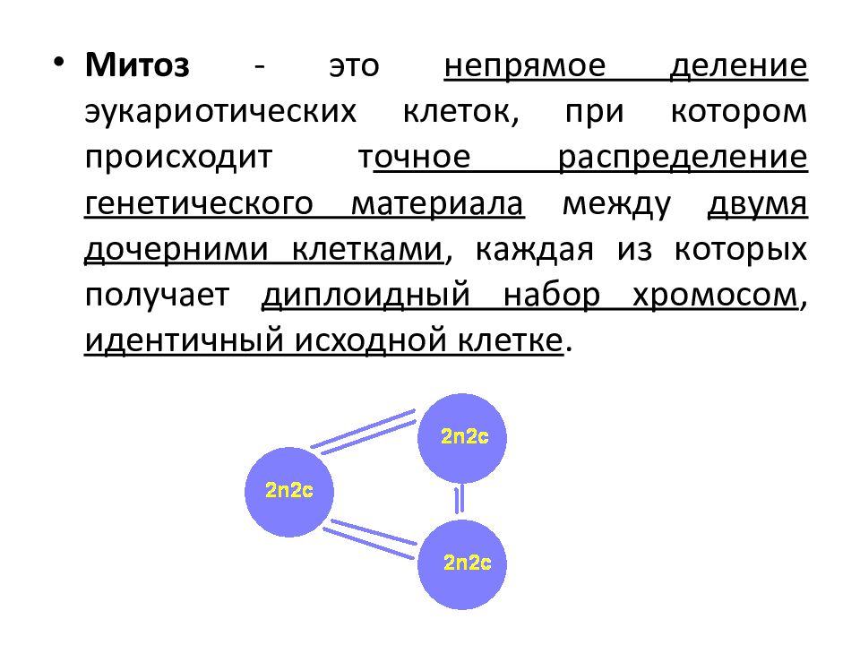 Наследственная информация в дочерних клетках