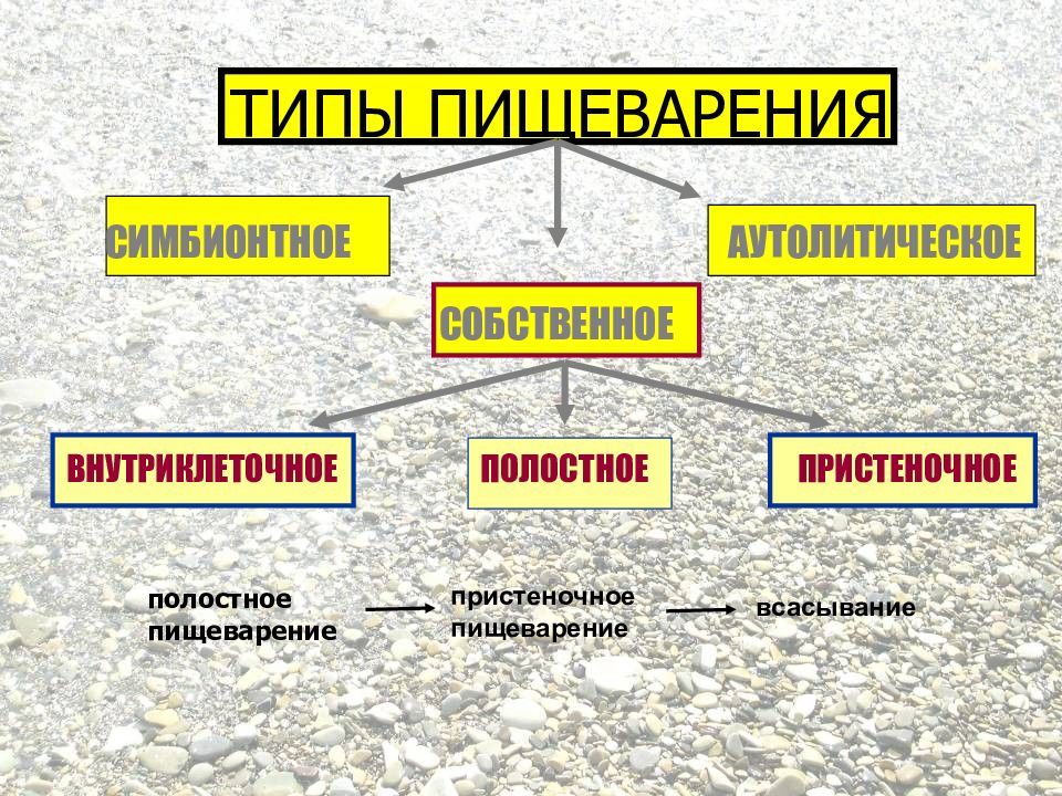 Типы пищеварения. Типы пищеварения у животных. Типы пищеварения физиология. Физиология пищеварения животных.