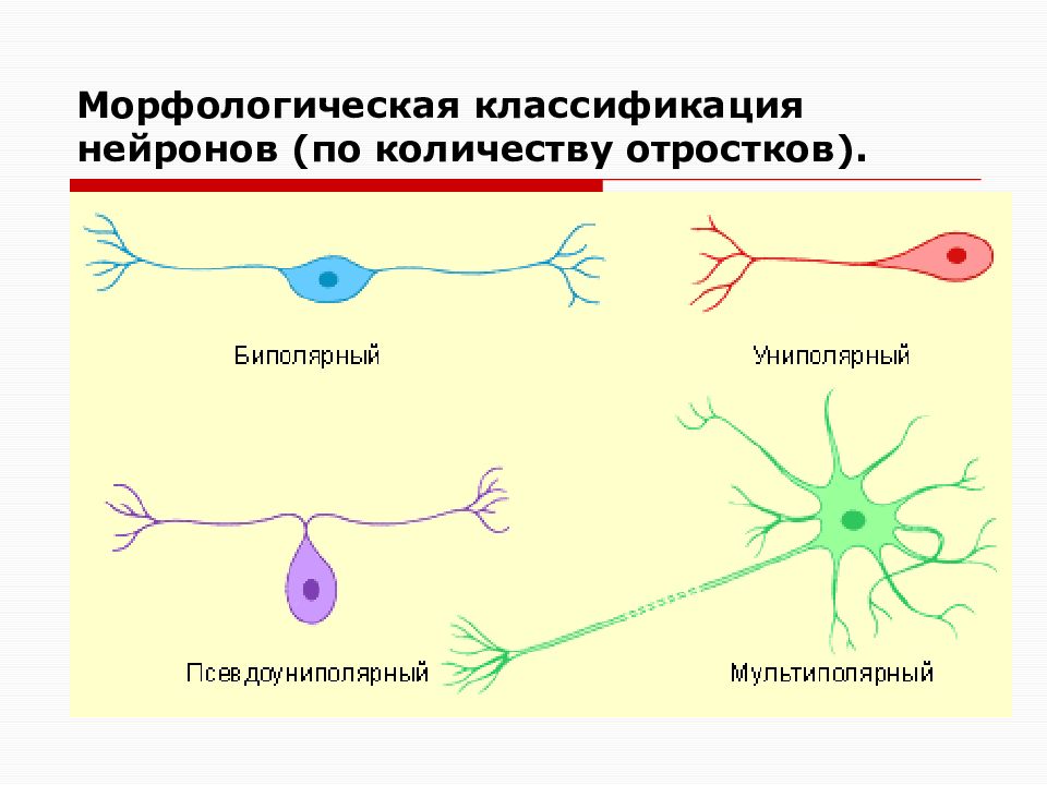 Классификация отростков нейрона. Нервная ткань классификация нейронов. Классификация нейронов по количеству отростков. Морфологическая классификация нервной ткани.