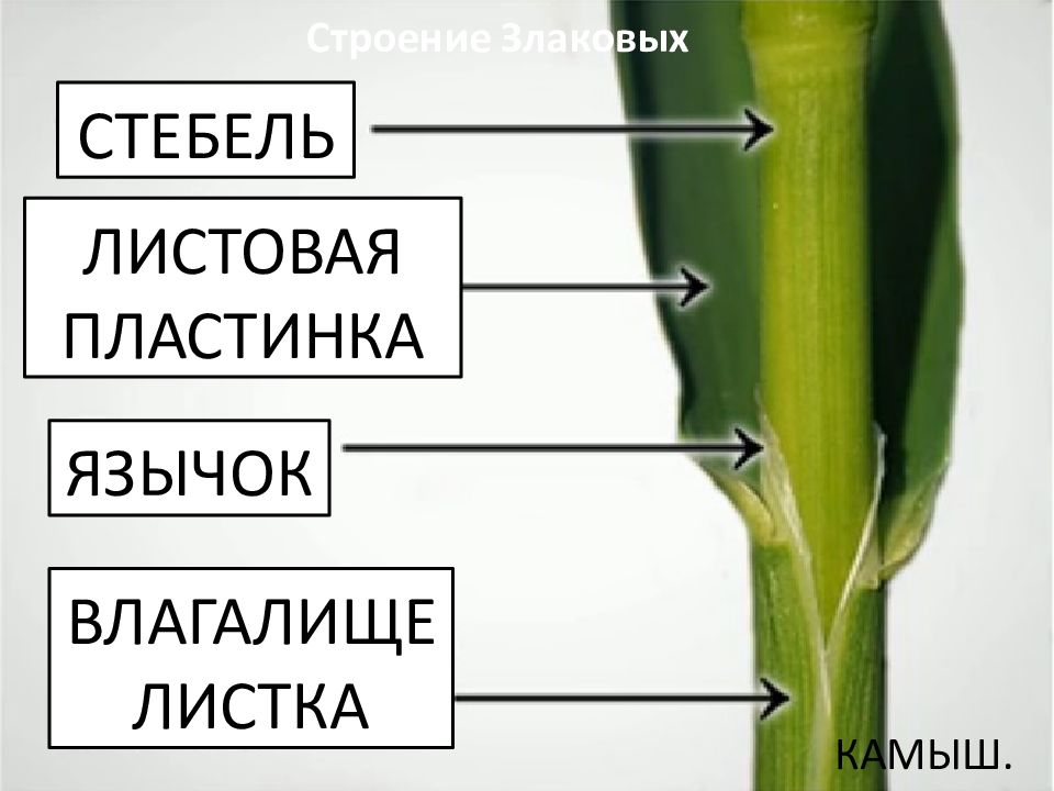 Строение стебля и листа. Строение стебля семейства злаковых. Строение стебля злака. Строение стебля злаковых. Строение побега злаков.