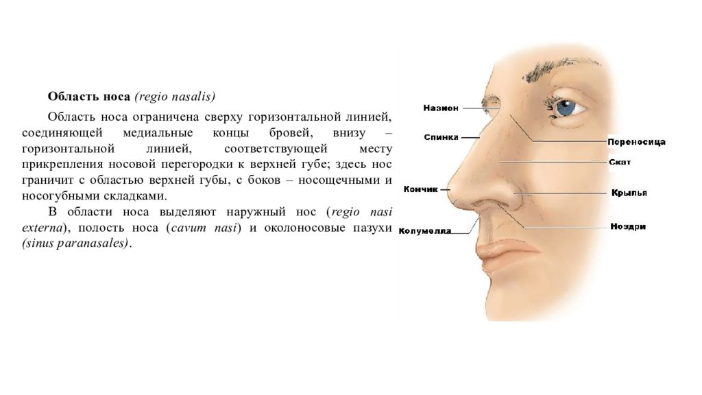 Нос части слова. Область носа. Топография носовой области. Область носа: отделы, строение. Область носа топографическая анатомия. Топографическая анатомия наружного носа.