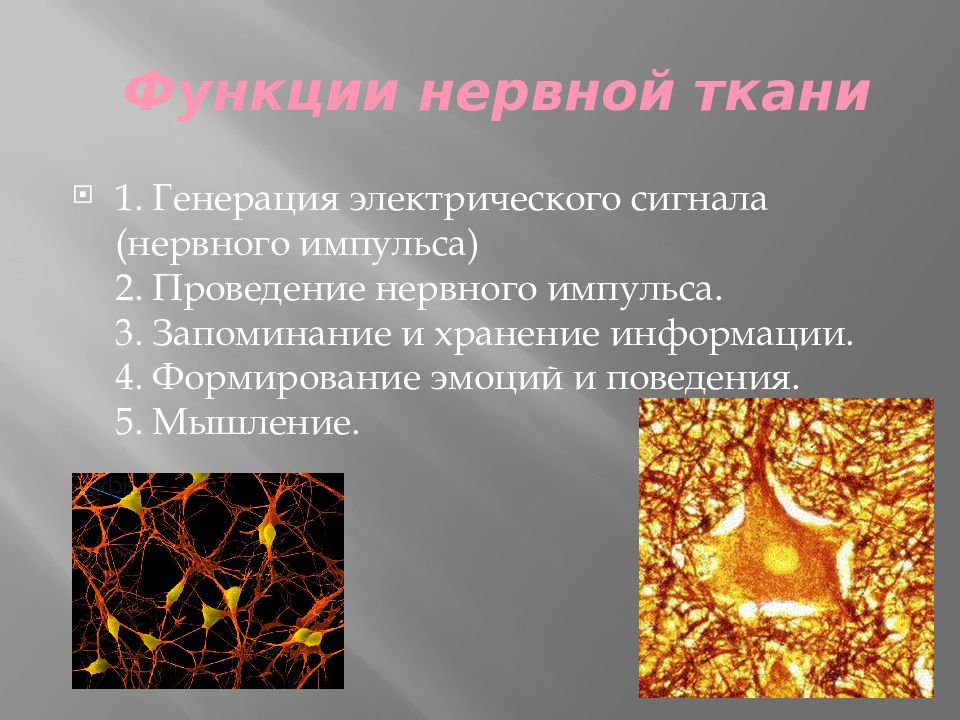 Презентация биохимия нервной системы