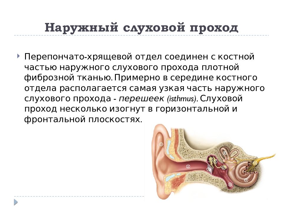 Наружный слуховой проход рисунок