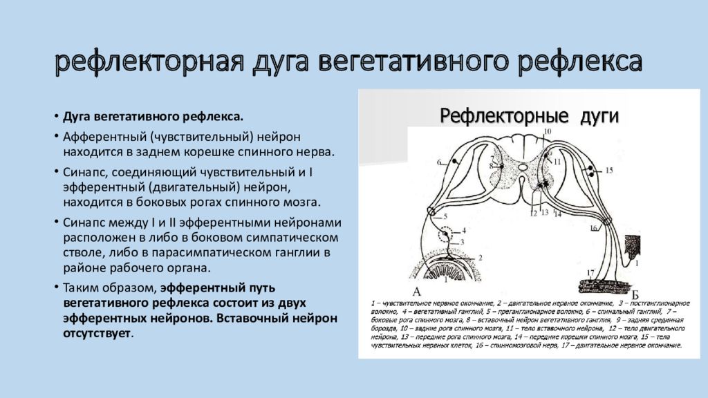 Хватательный рефлекс соматический или вегетативный