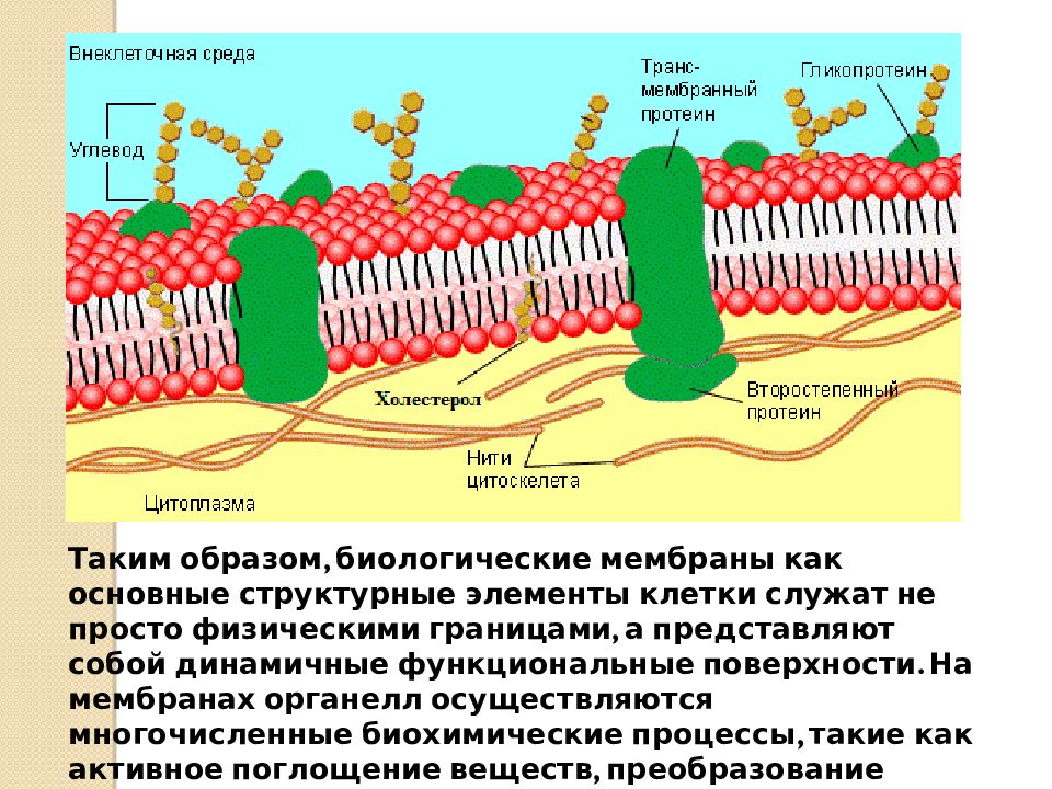 Цитоплазматическая мембрана входит в состав. Строение мембраны. Мембрана клетки. Строение биологической мембраны. Проницаемость биологических мембран.