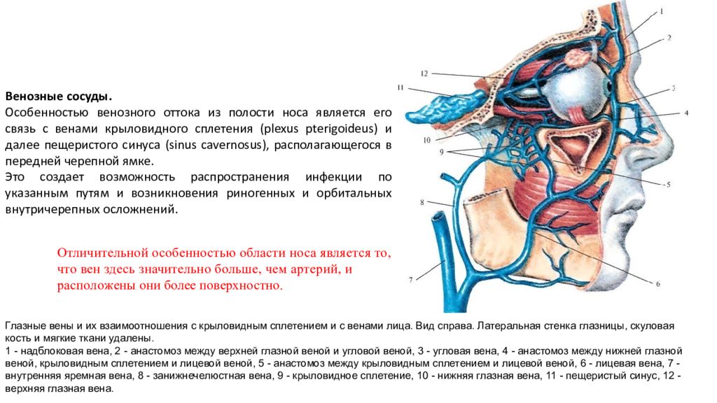Венозные сплетения. Венозный отток носа анатомия. Венозный отток наружного носа. Сосуды полости носа анатомия. Венозный отток полости носа.