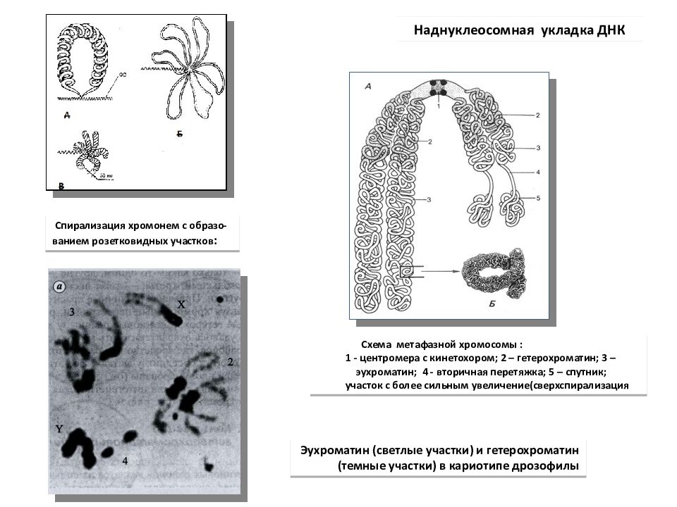 Схема структурной организации метафазной хромосомы. Эухроматиновые участки хромосом это. Хромосомный уровень организации. Политенные хромосомы эухроматидные.