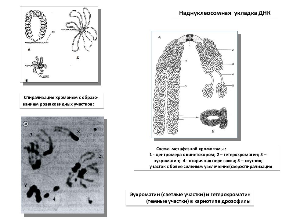 Хромонема. Схема структурной организации метафазной хромосомы. Эухроматиновые участки хромосом это. Хромосомный уровень организации. Политенные хромосомы эухроматидные.