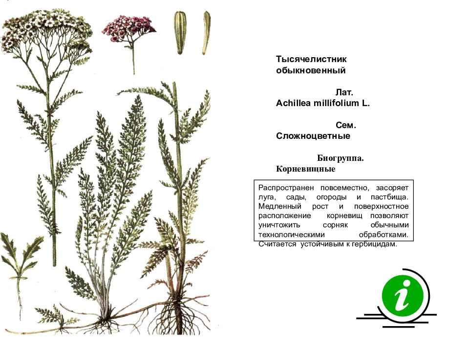 Ты знаешь названия растений изображенных на рисунке это иван чай лисохвост тысячелистник сон трава
