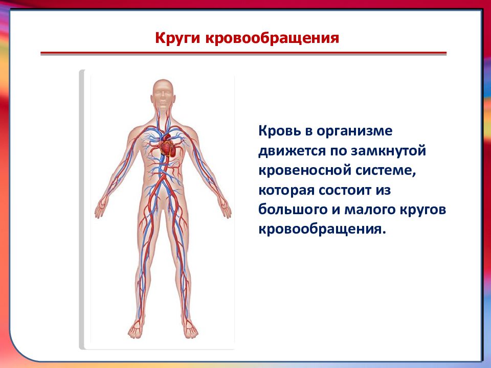 Схема замкнутая кровеносная система