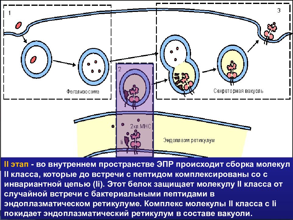 Главный комплекс гистосовместимости презентация