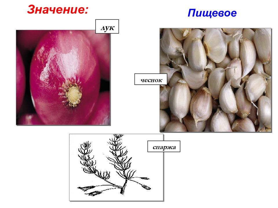 Презентация семейства лилейные и злаки