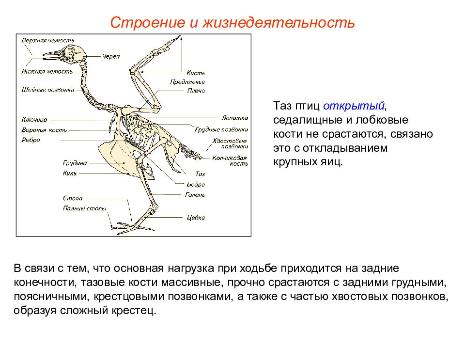 Какие особенности строения скелета птиц не связаны