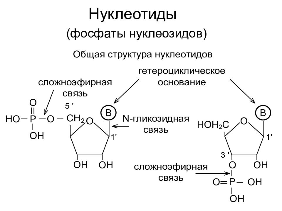 Нуклеозид это