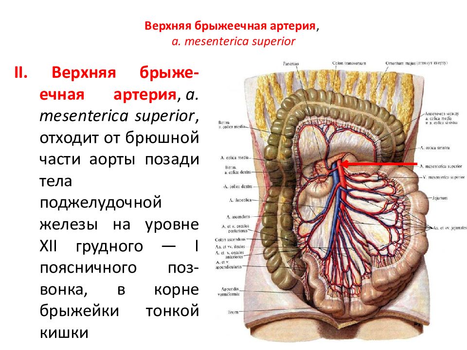 Верхняя брыжеечная артерия схема