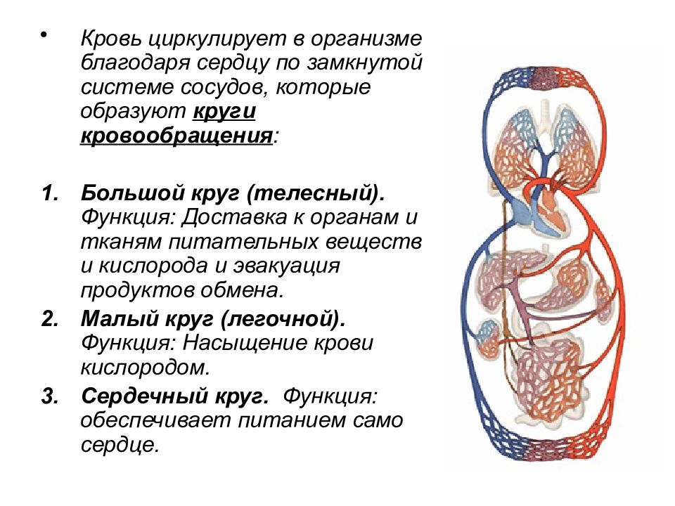 Презентация большой и малый круги кровообращения