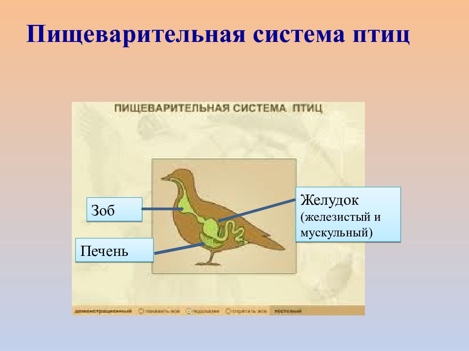 Класс птицы. Птицы по биологии. Пищеварительная система птиц. Строение пищеварительной системы птиц.