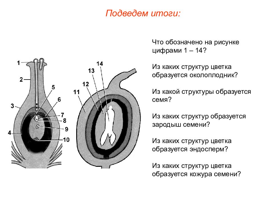 Что означают картинки на семенах