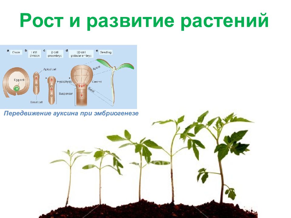 Презентация рост и развитие растений