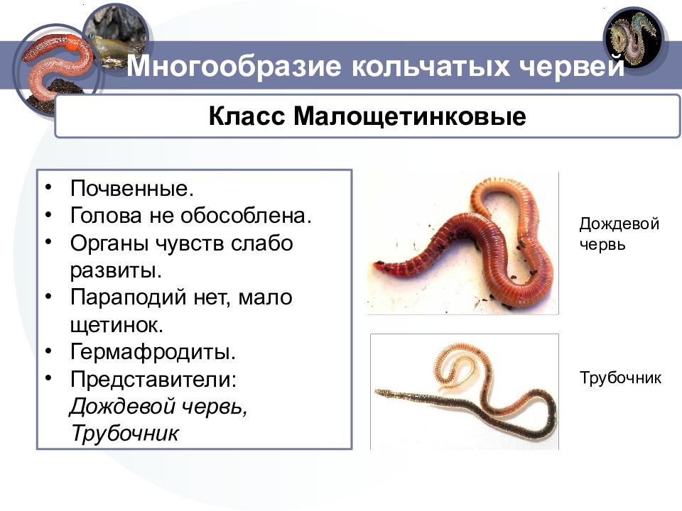 Кольчатые черви егэ презентация