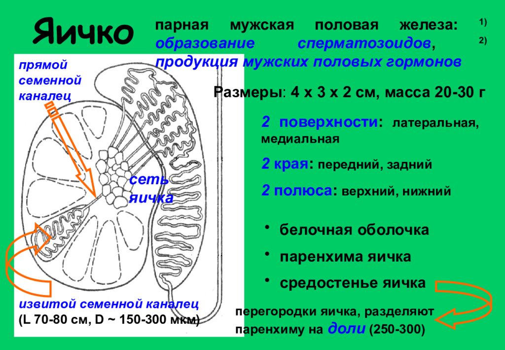 Пар железа. Строение паренхимы яичка. Паренхима семенника. Семенники топография. Паренхима яичка анатомия.