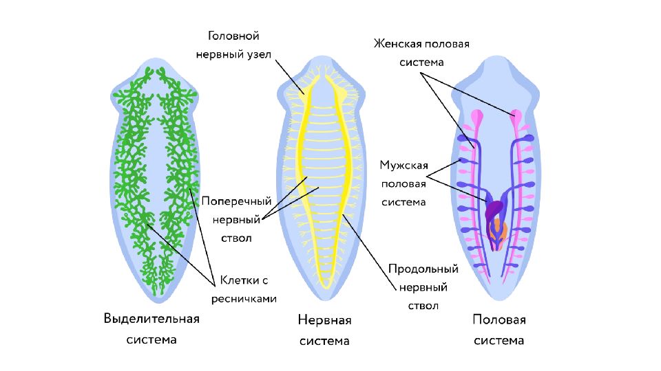 Планария какое тело. Плоские черви. Нервная система планарии рисунок. Плоские черви ОГЭ биология. Черви ОГЭ биология.