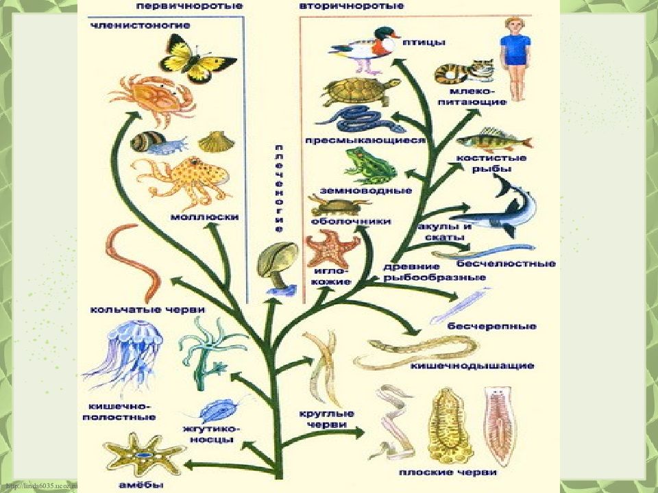 Эволюция беспозвоночных животных 8 класс. Эволюционное Древо беспозвоночных. Эволюция беспозвоночных схема. Эволюционное Древо животных 7 класс биология. Эволюция беспозвоночных животных.