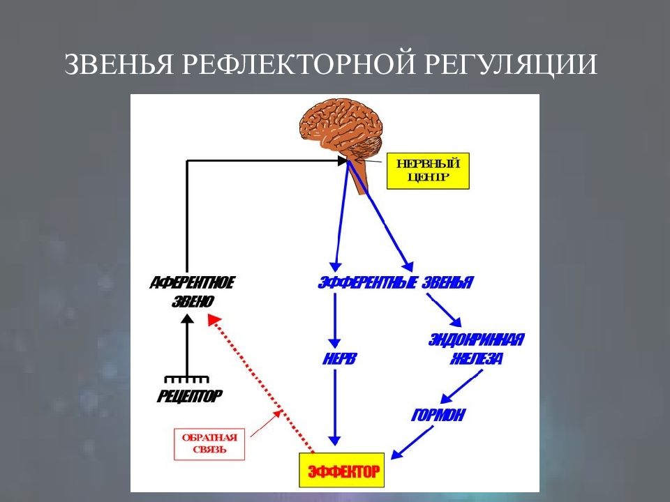 Рефлекторная регуляция