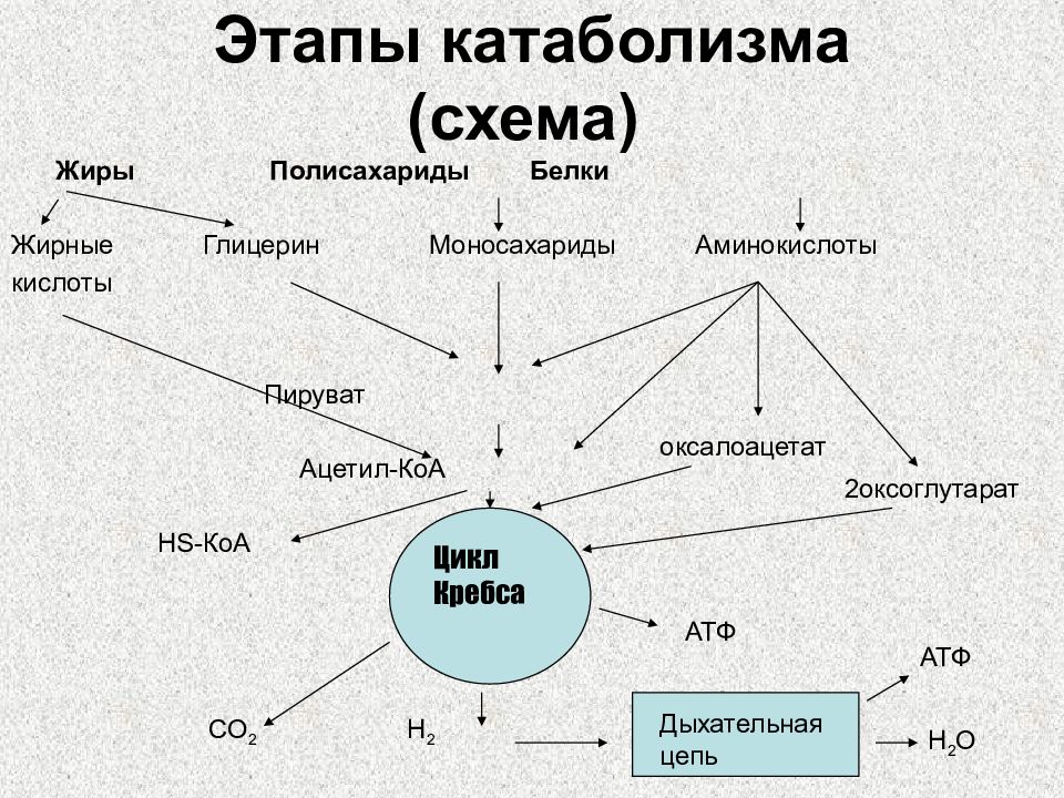 Схема катаболизма жиров