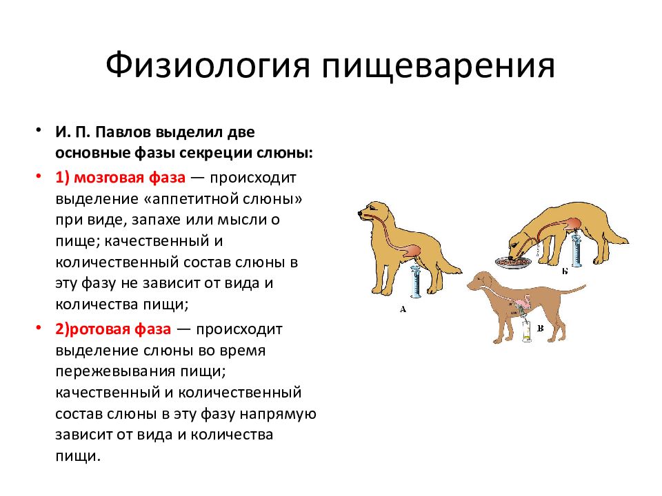 Эволюционные изменения происходят на. Собачий язык физиология.