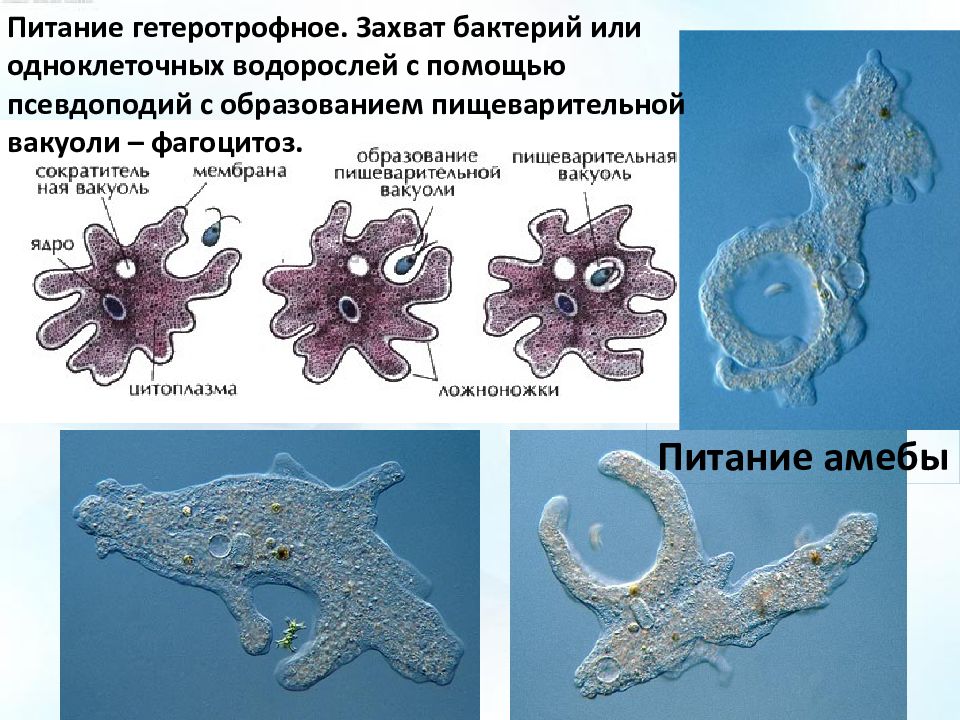 Каких животных объединяют в группу корненожки составьте план ответа об особенностях амебы кратко