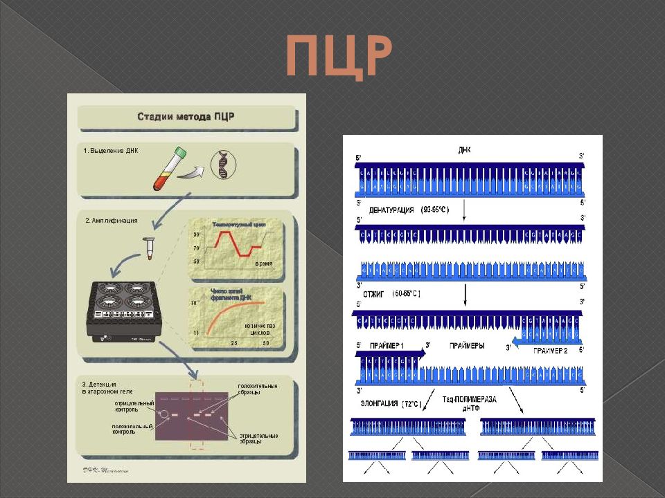 Пцр микроорганизмов. Этапы ПЦР. Полимеразная цепная реакция (ПЦР). Первый этап ПЦР. Основные этапы ПЦР.