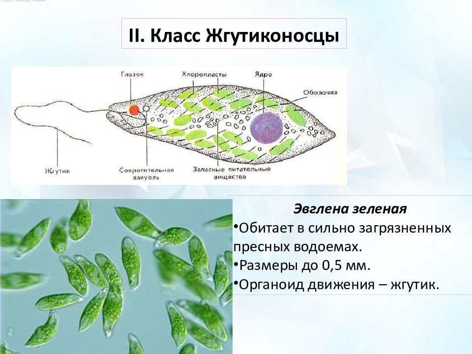 Какие хлоропласты у эвглены зеленой