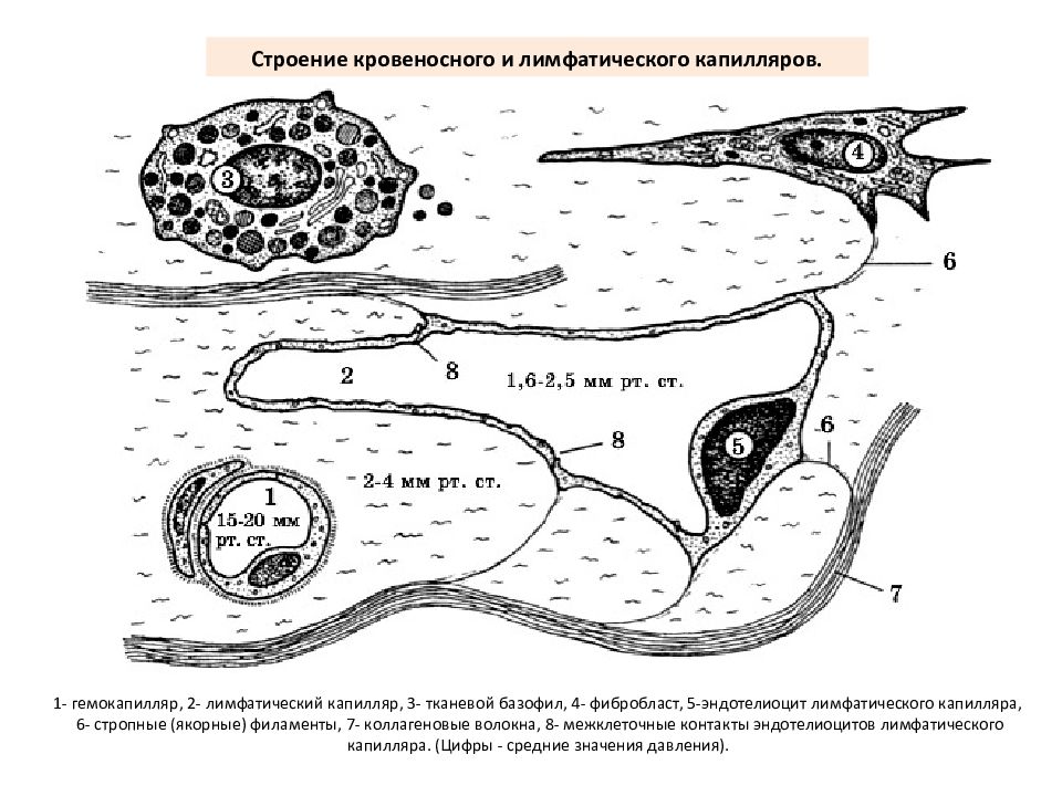 3 капилляр. Схема строения капилляра. Лимфатические капилляры строение. Лимфатические капилляры строение гистология схема. Строение капилляра гистология.