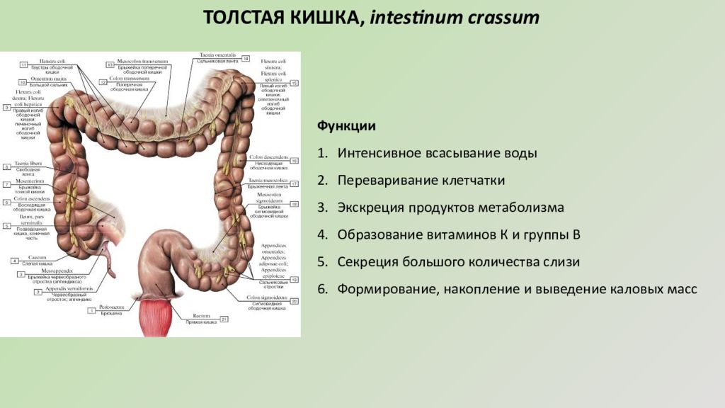 Какой длины толстая кишка. Ободочная толстая кишка анатомия. Толстая кишка отделы функции. Толстая кишка intestinum crassum. Строение кишечника вид сбоку.